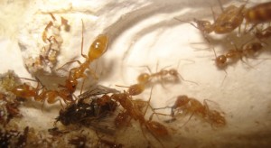 Fondation Camponotus sp, [Blog] Camponotus sp Amérique du sud