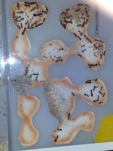 [Blog] Maximus : Camponotus nigriceps (Yellow Legs), les differentes salles sont remplis de larves et de cocons.jpg