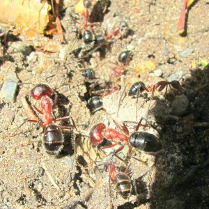 Fourmis d'Australie, IMG_0474.JPG