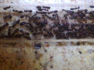 [Blog] Maximus : Camponotus nigriceps (Yellow Legs), Truncatus 09.jpg