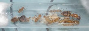 [Blog] Camponotus festinatus, CfcoloniebisJPG.JPG