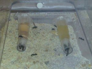 [Blog] Maximus : Camponotus nigriceps (Yellow Legs), C.aethiops choix entre deux sources de liquide sucrée.jpg