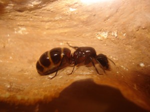 gyne Camponotus ligniperdus, Les Camponotus de funkyben