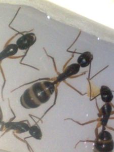 [Blog] Maximus : Camponotus nigriceps (Yellow Legs), C. nigriceps 12.jpg