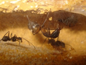 major cruentatus, Les Camponotus de funkyben