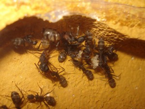 Les Camponotus de funkyben, DSC08943.JPG