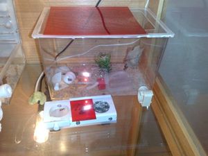 [Blog] Maximus : Camponotus nigriceps (Yellow Legs), Module + ADC avec un cache rouge pour rendre l'ADC plus sombre.jpg
