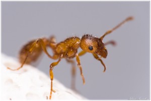 Myrmica sp - Identification - Niubert, Myrmica rubra ou ruginodis ?