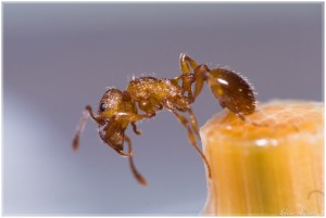 Myrmica sp - Identification - Niubert, Myrmica rubra ou ruginodis ?