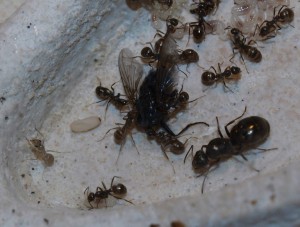 Formica fusca - Gyne, ouvrières, larves et... mouche décapitée x), Les colonies de McKay
