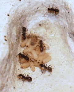 Formica fusca - Cocons entassés et jeune ouvrière, Les colonies de McKay