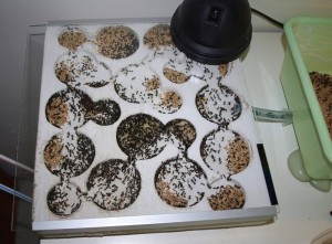 Messor barbarus - Nouveau nid BC, Les colonies de McKay