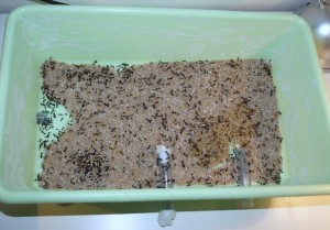 Messor barbarus - ADC avec gravillon tout juste déposé, Les colonies de McKay