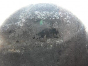 Gloutonne..., [Blog] Lasius niger Amaury97