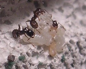 **fin**[Blog] Les Messor barbarus de gaali, nymphes.JPG