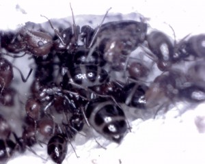 Elevage de pucerons made in Seednoir, physogastrie.jpg