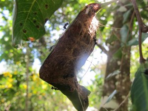 Fourmis d'Australie, nid fourmis ensemble.JPG
