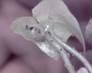 Elevage de pucerons made in Seednoir, feuille tordue.jpg