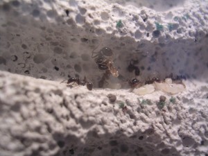 **fin**[Blog] Les Messor barbarus de gaali, DSCN3193.JPG
