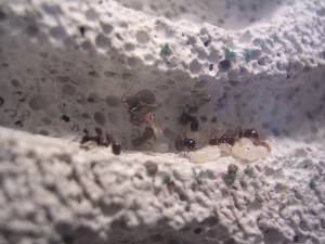 **fin**[Blog] Les Messor barbarus de gaali, DSCN3194.JPG