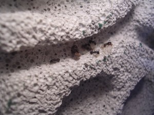 **fin**[Blog] Les Messor barbarus de gaali, DSCN3234.JPG