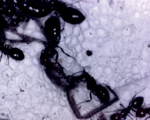 Elevage de pucerons made in Seednoir, puceron perdu.jpg