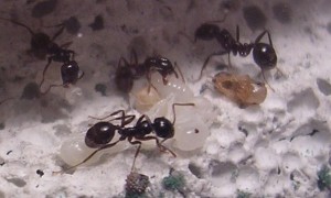 **fin**[Blog] Les Messor barbarus de gaali, Sans titre.JPG