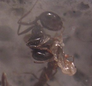 **fin**[Blog] Les Messor barbarus de gaali, Sans titre1.JPG
