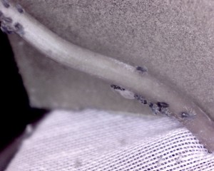 Elevage de pucerons made in Seednoir, puceron ailé.jpg