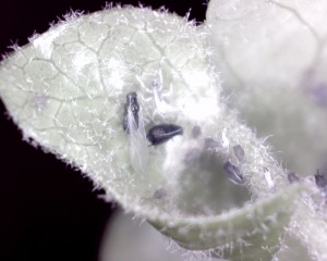 Elevage de pucerons made in Seednoir, puceron ailé2.jpg