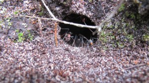 Fourmis d'Australie, a3.JPG