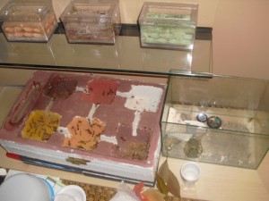 [Blog] Myrmecia Pavida, CIMG3191.JPG