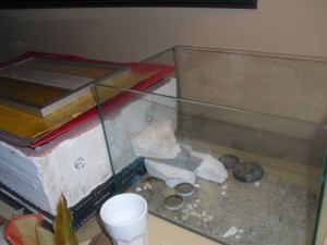 [Blog] Myrmecia Pavida, CIMG3189.JPG