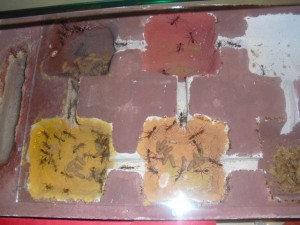 [Blog] Myrmecia Pavida, CIMG3186.JPG