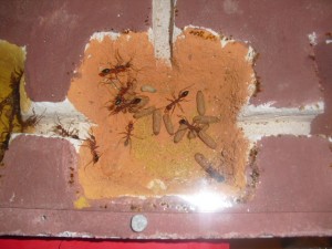 [Blog] Myrmecia Pavida, CIMG3184.JPG
