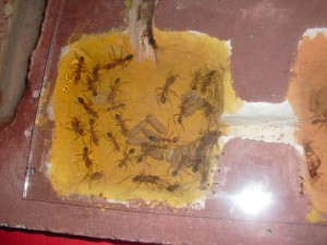 [Blog] Myrmecia Pavida, CIMG3183.JPG