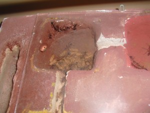 [Blog] Myrmecia Pavida, CIMG3185.JPG