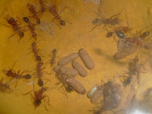 [Blog] Myrmecia Pavida, CIMG3187.JPG