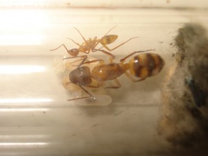 fondation Camponotus festinatus, [Blog] Camponotus sp Amérique du sud