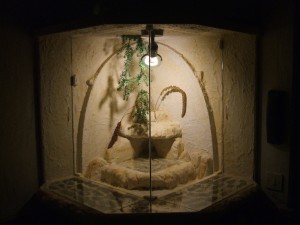 Vue de face, Reconversion d'un terrarium en nid BC