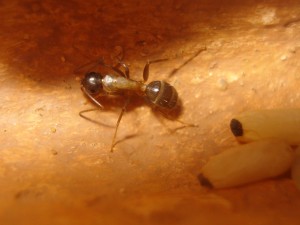 Camponotus ligniperdus, Les Camponotus de funkyben