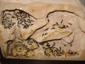 nid Camponotus vagus, Les Camponotus de funkyben