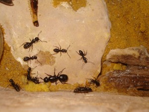 la gyne de passage dans le nid, Les Camponotus de funkyben