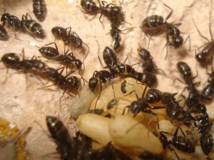 Camponotus vagus, Les Camponotus de funkyben