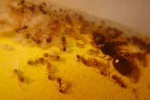 [Q/R] Fiche Pheidole pallidula, DSC01833.JPG