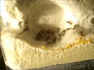 [Blog] Lasius emarginatus de Phosphoro, lasius emarginatus.jpg