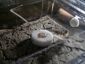 Ma colonie Pheidole pallidula NECRO, 5.1.jpg