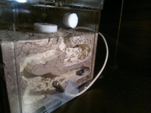 Ma colonie Pheidole pallidula NECRO, 4.1.jpg
