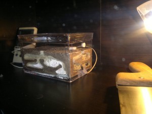 Ma colonie Pheidole pallidula NECRO, 3.1.jpg