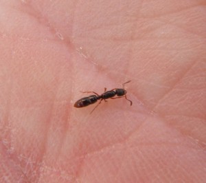 [Ponera sp] Ponerinae mais laquelle ?, fourmis_identification.jpg